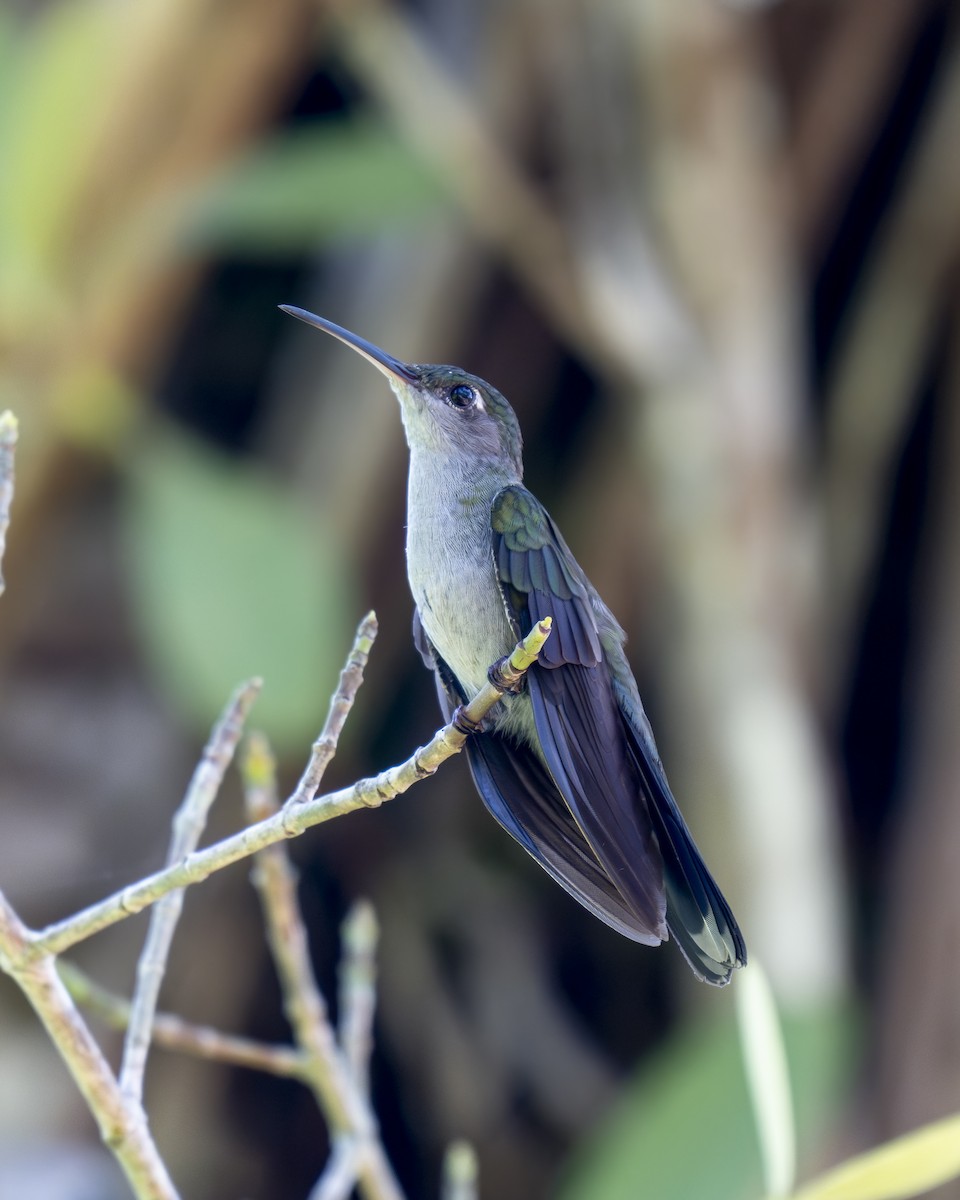 Gray-breasted Sabrewing (obscurus) - ML626133257