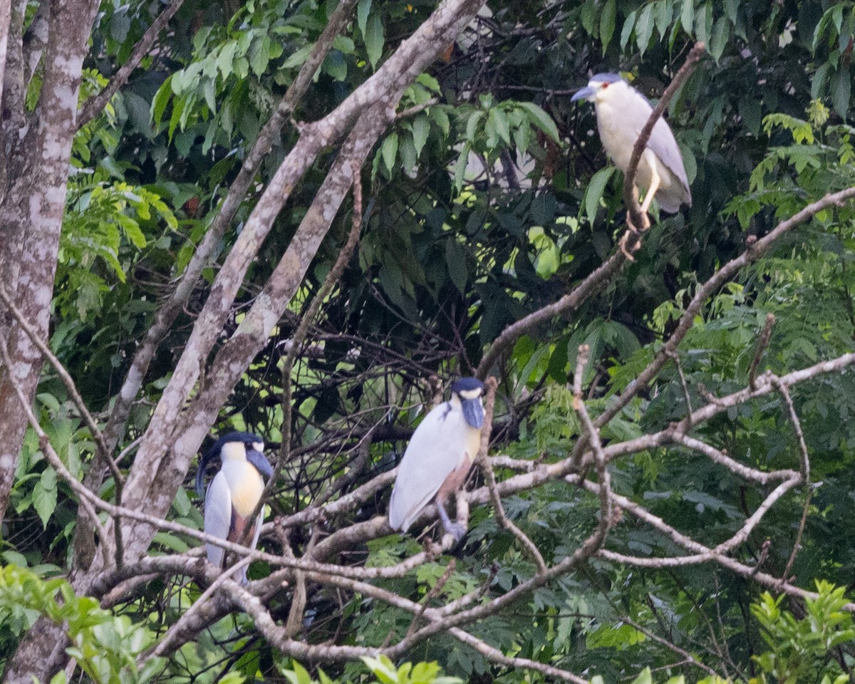 Boat-billed Heron (Southern) - ML626133393