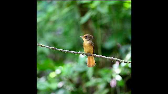 Porte-éventail de Swainson - ML626133403