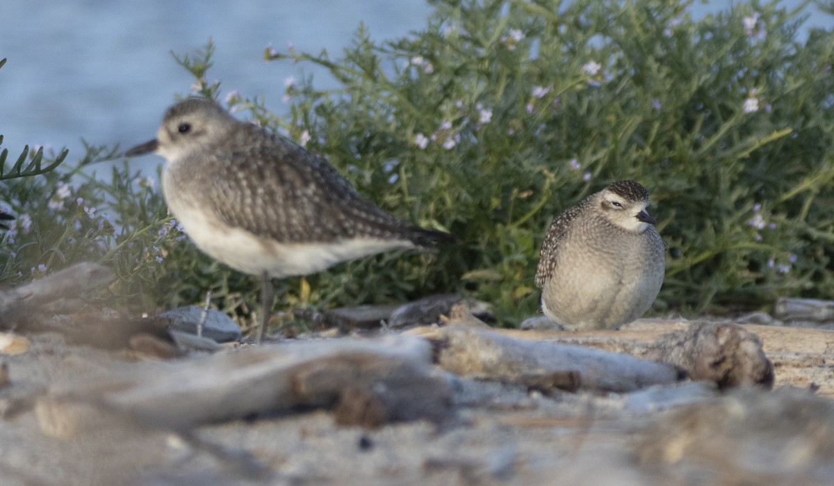 American Golden-Plover - ML626133568