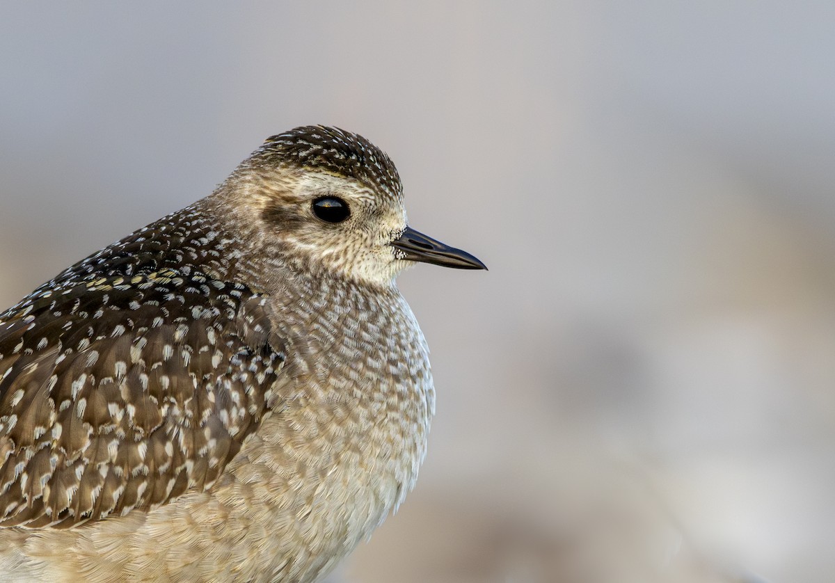American Golden-Plover - ML626133569