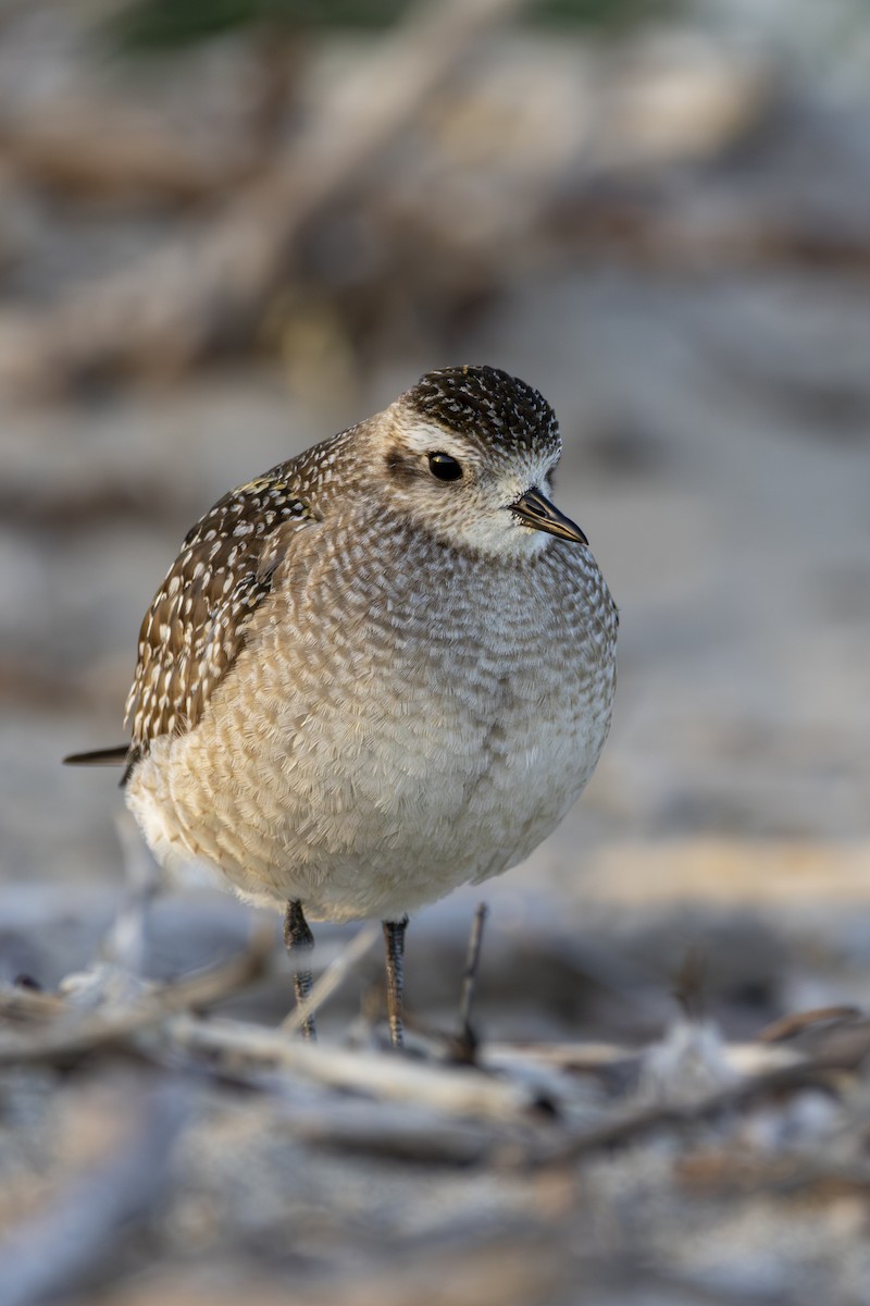 American Golden-Plover - ML626133571