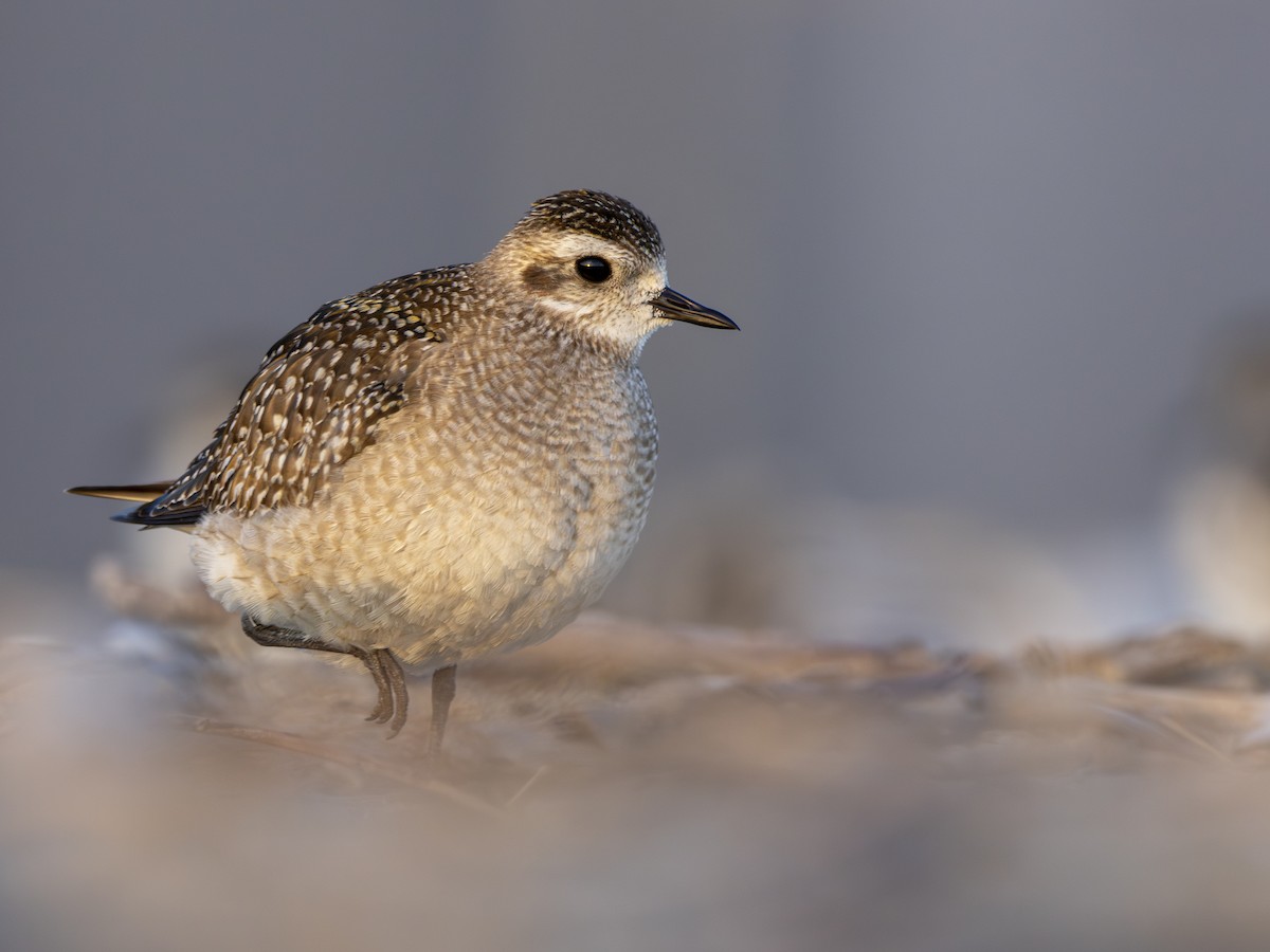 American Golden-Plover - ML626133573