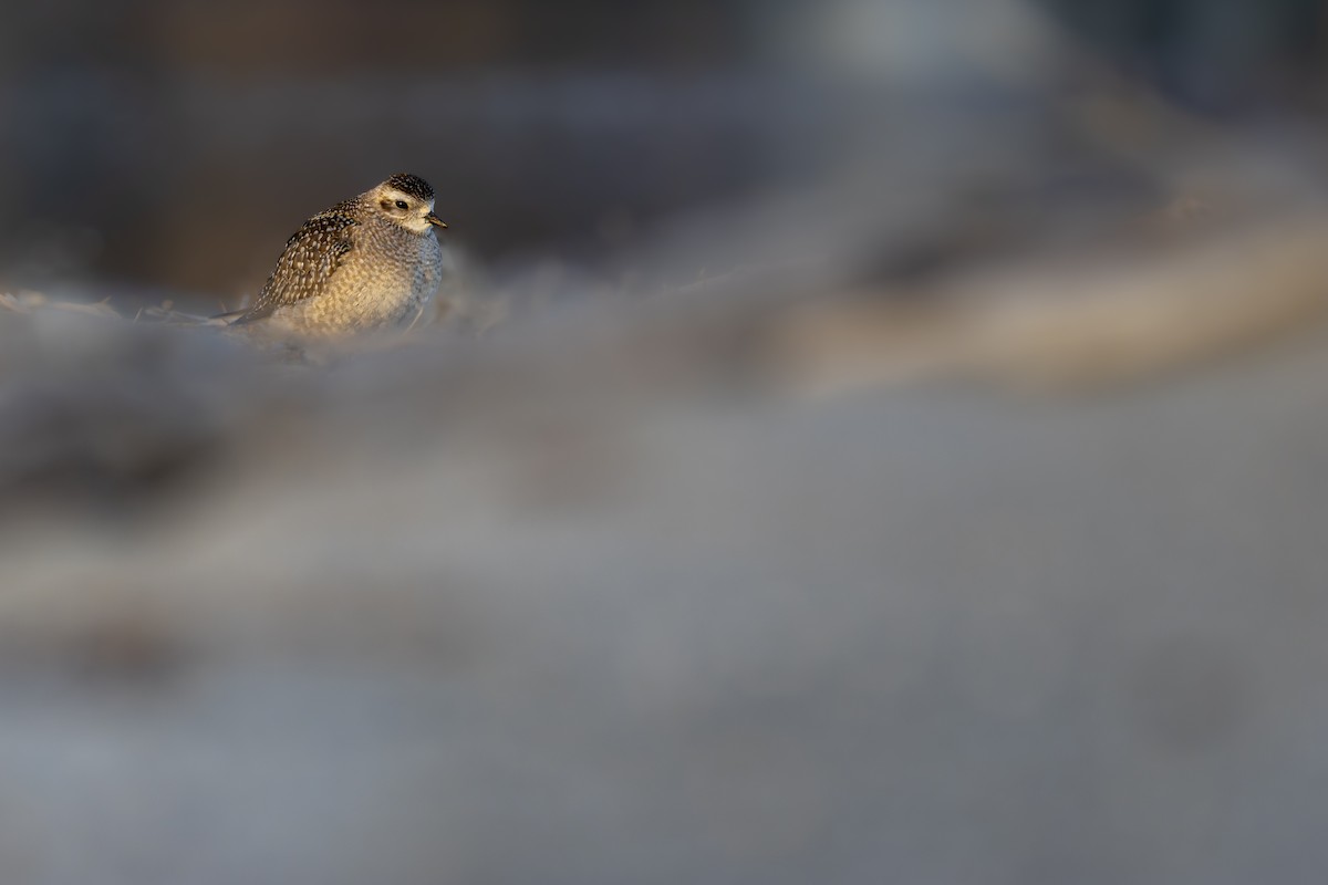 American Golden-Plover - ML626133574