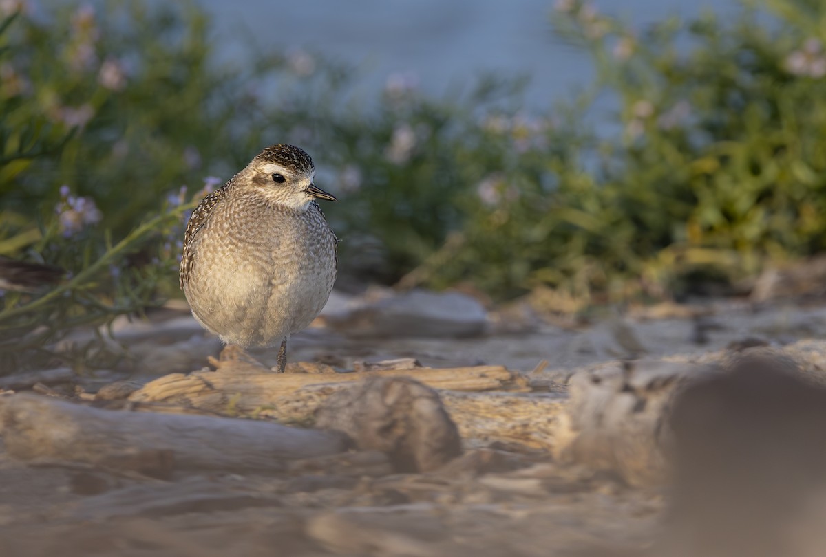 American Golden-Plover - ML626133575
