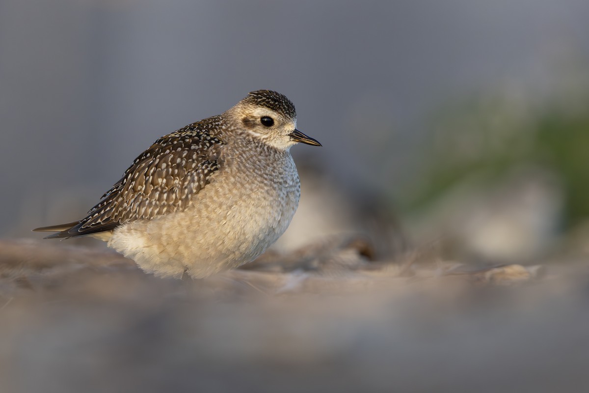 American Golden-Plover - ML626133576