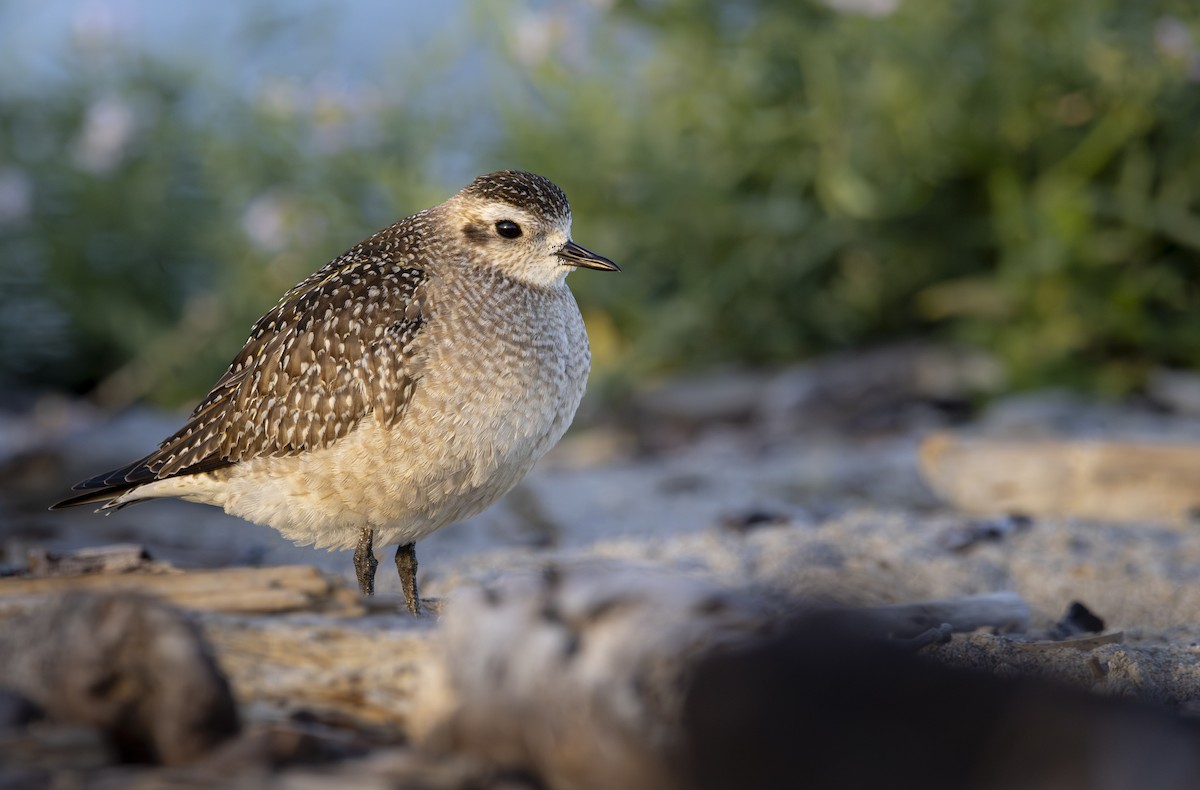 American Golden-Plover - ML626133577