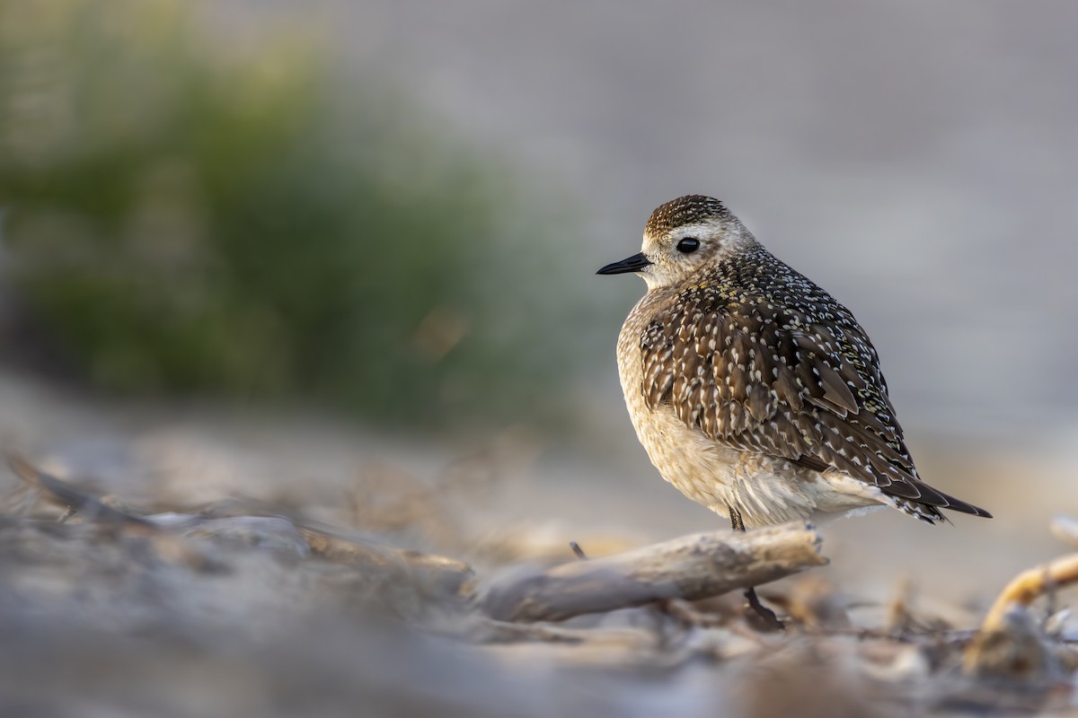 American Golden-Plover - ML626133578