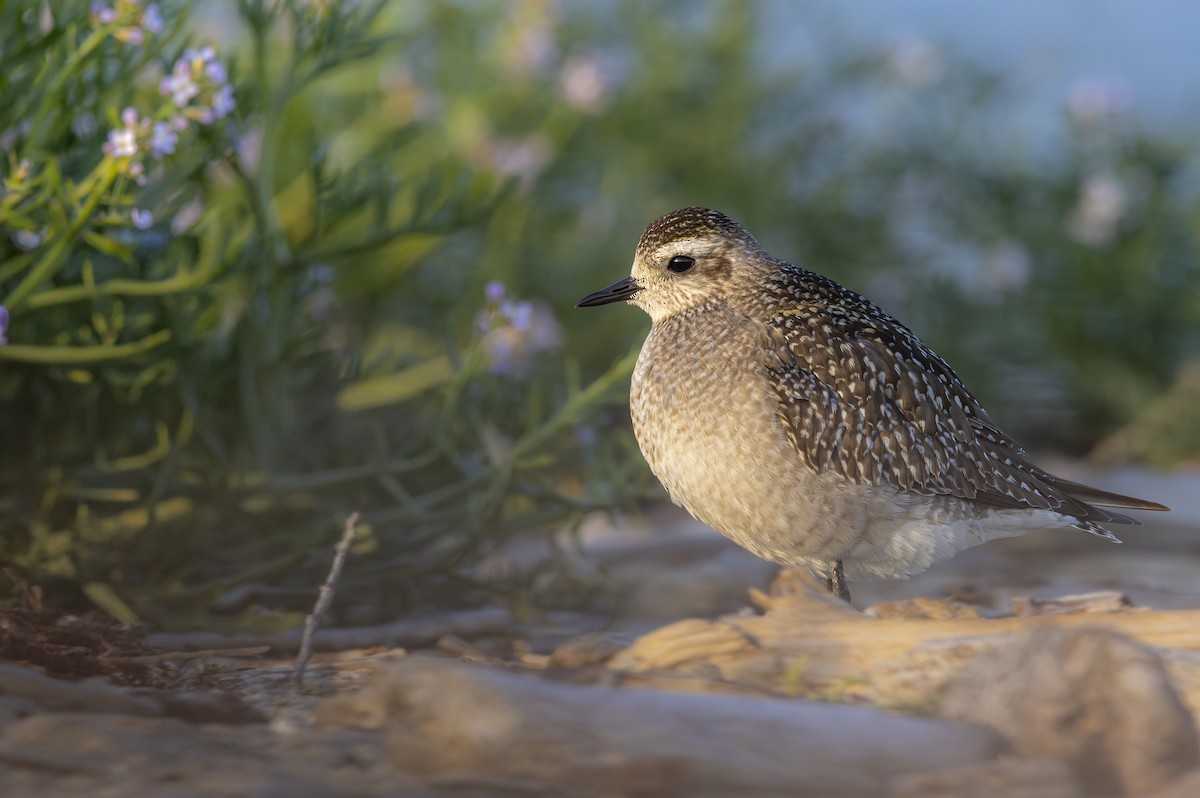American Golden-Plover - ML626133579
