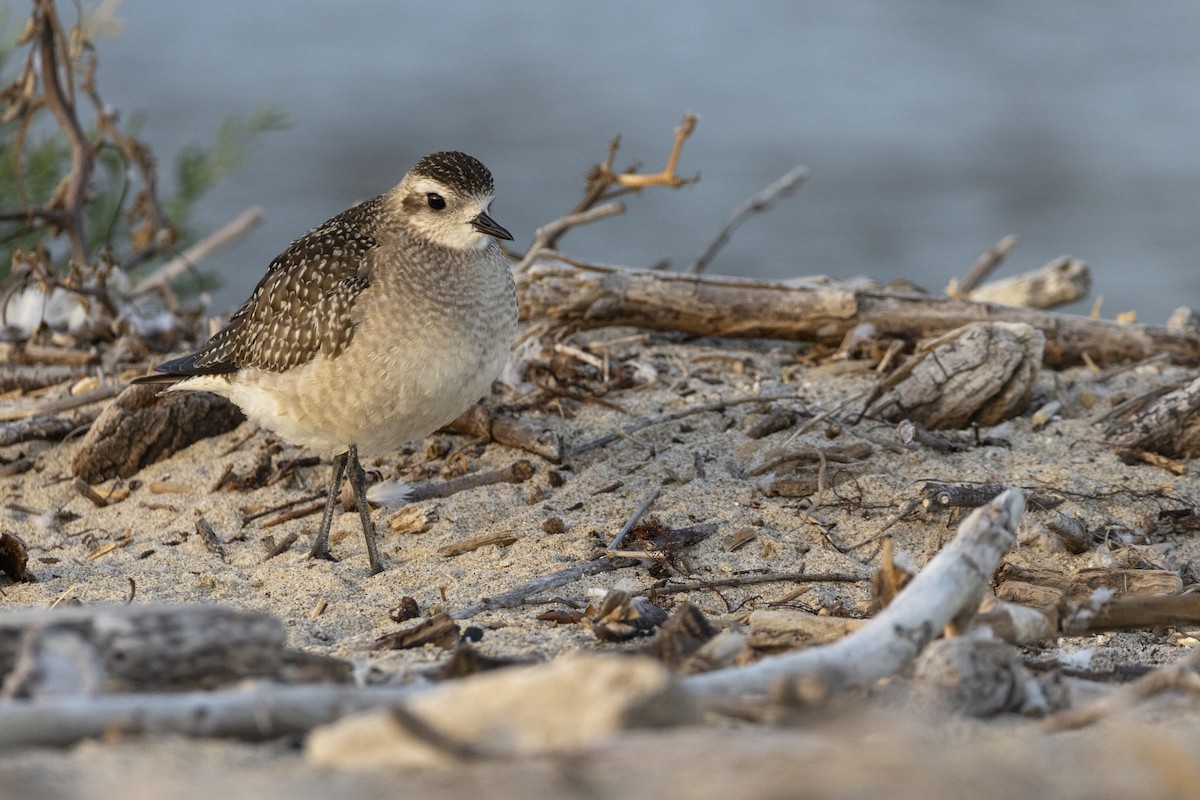 American Golden-Plover - ML626133580
