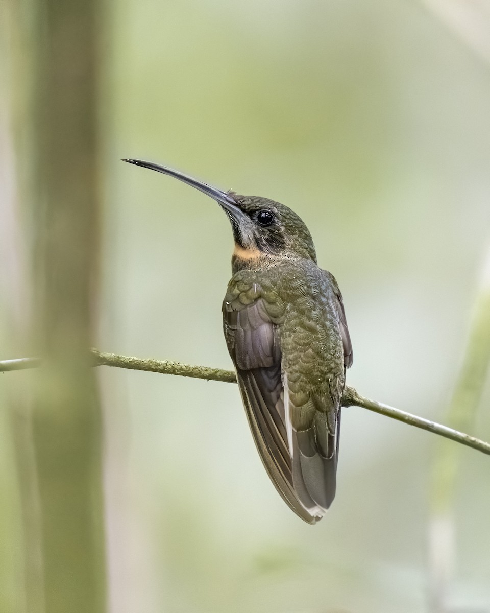Pale-tailed Barbthroat - ML626133637