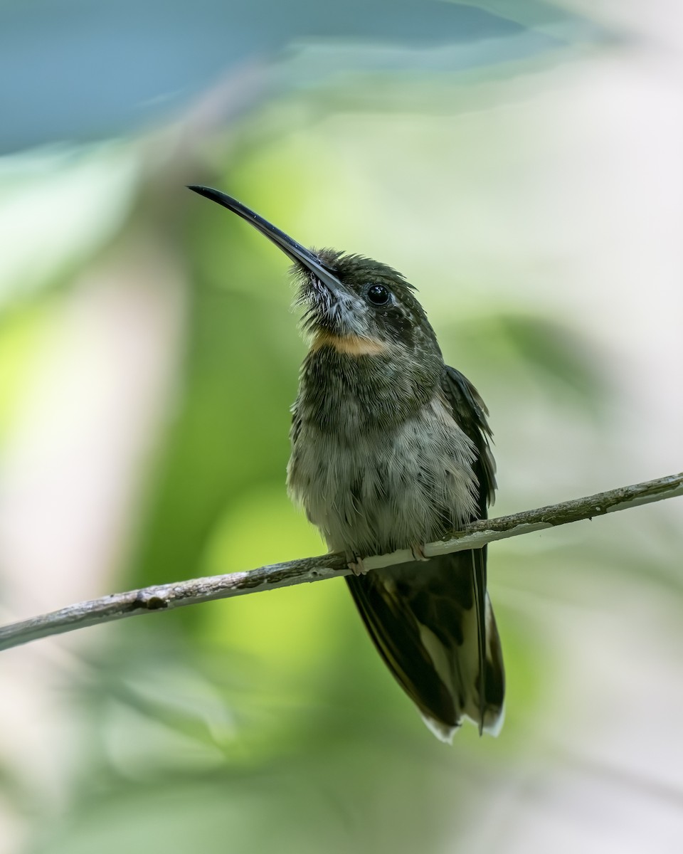 Pale-tailed Barbthroat - ML626133638