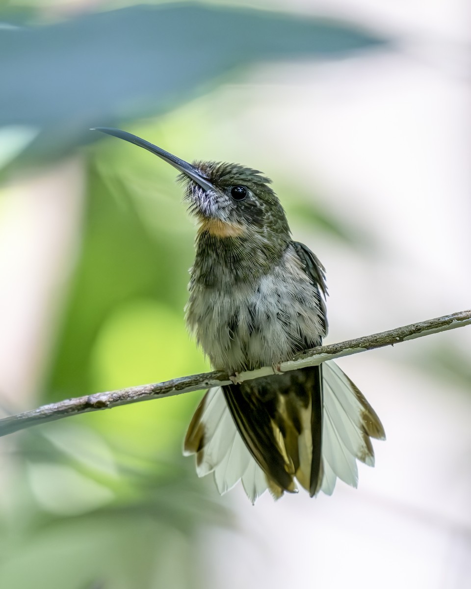 Pale-tailed Barbthroat - ML626133641