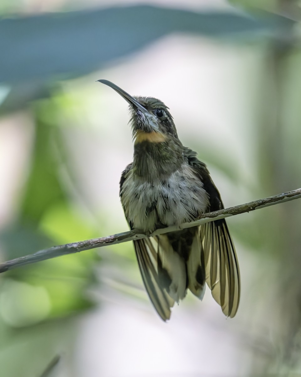 Pale-tailed Barbthroat - ML626133642