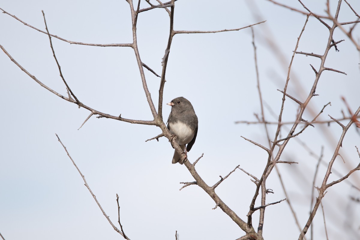 ユキヒメドリ - ML626133727