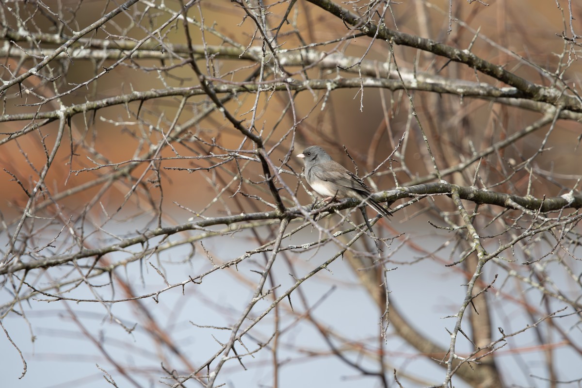 ユキヒメドリ - ML626133728