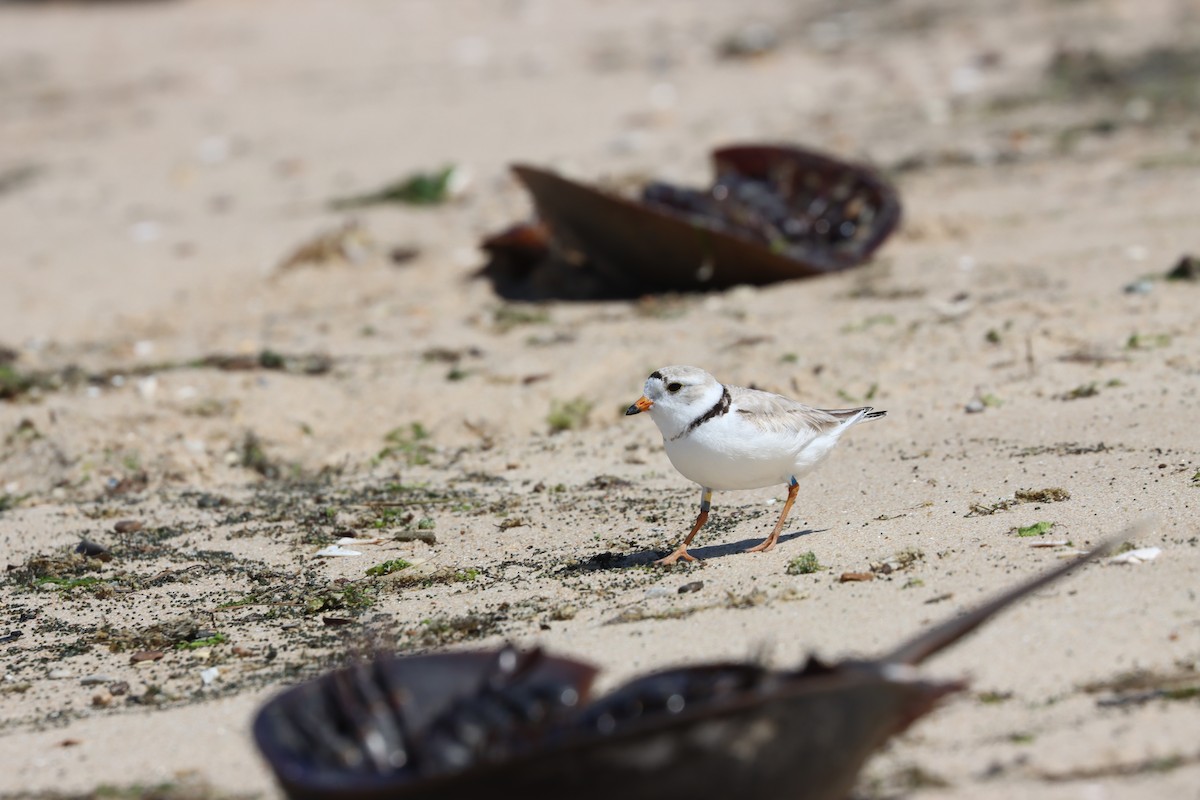 Piping Plover - ML626133733