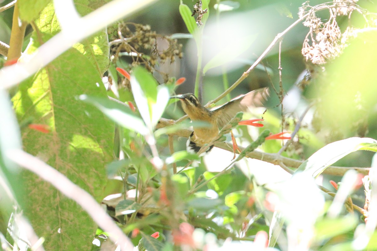 planaltoeremitt - ML626133849