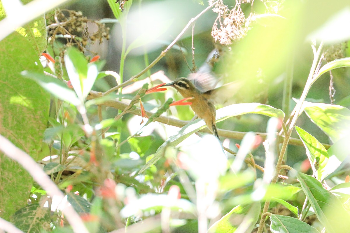 planaltoeremitt - ML626133850