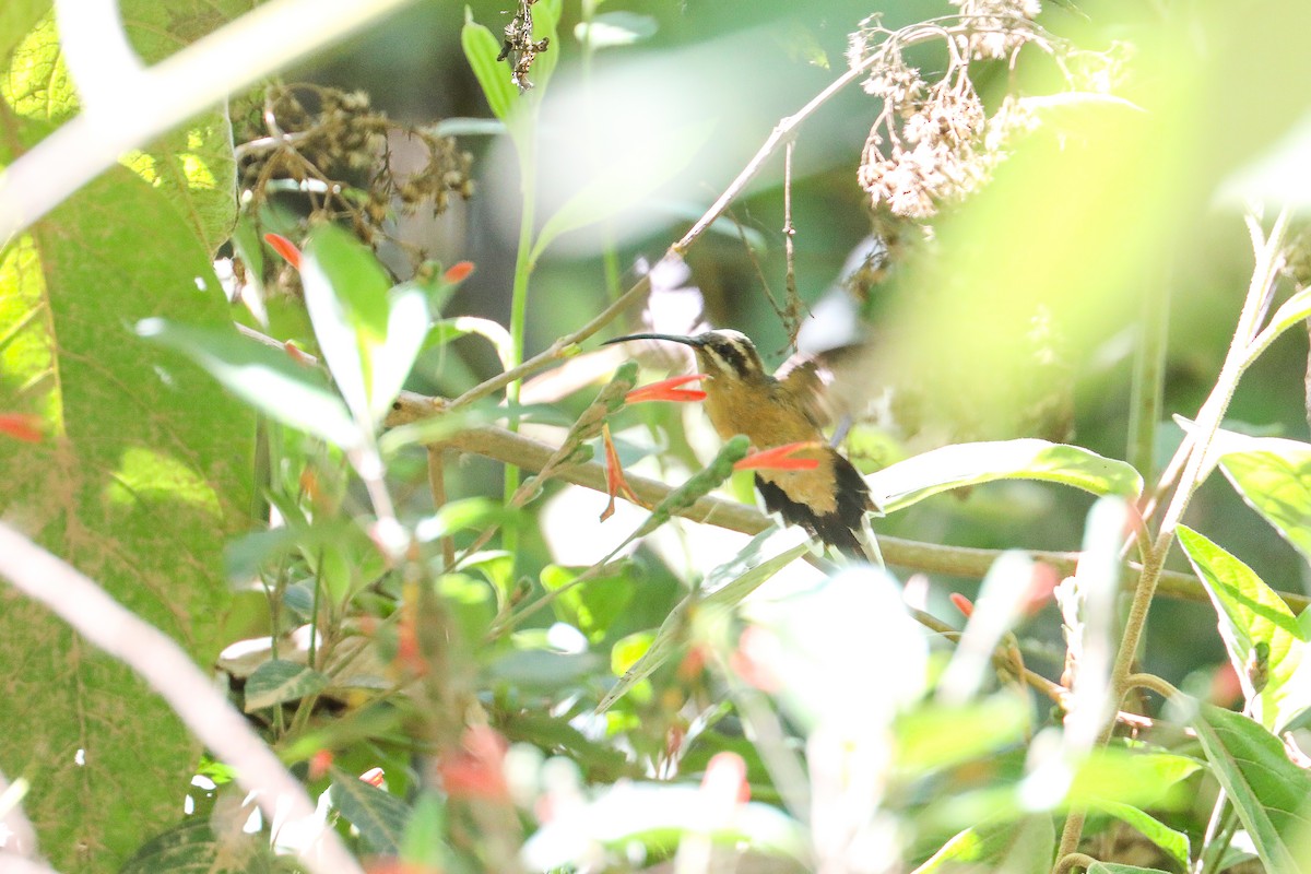 planaltoeremitt - ML626133851