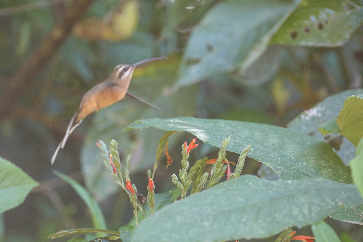 planaltoeremitt - ML626133852