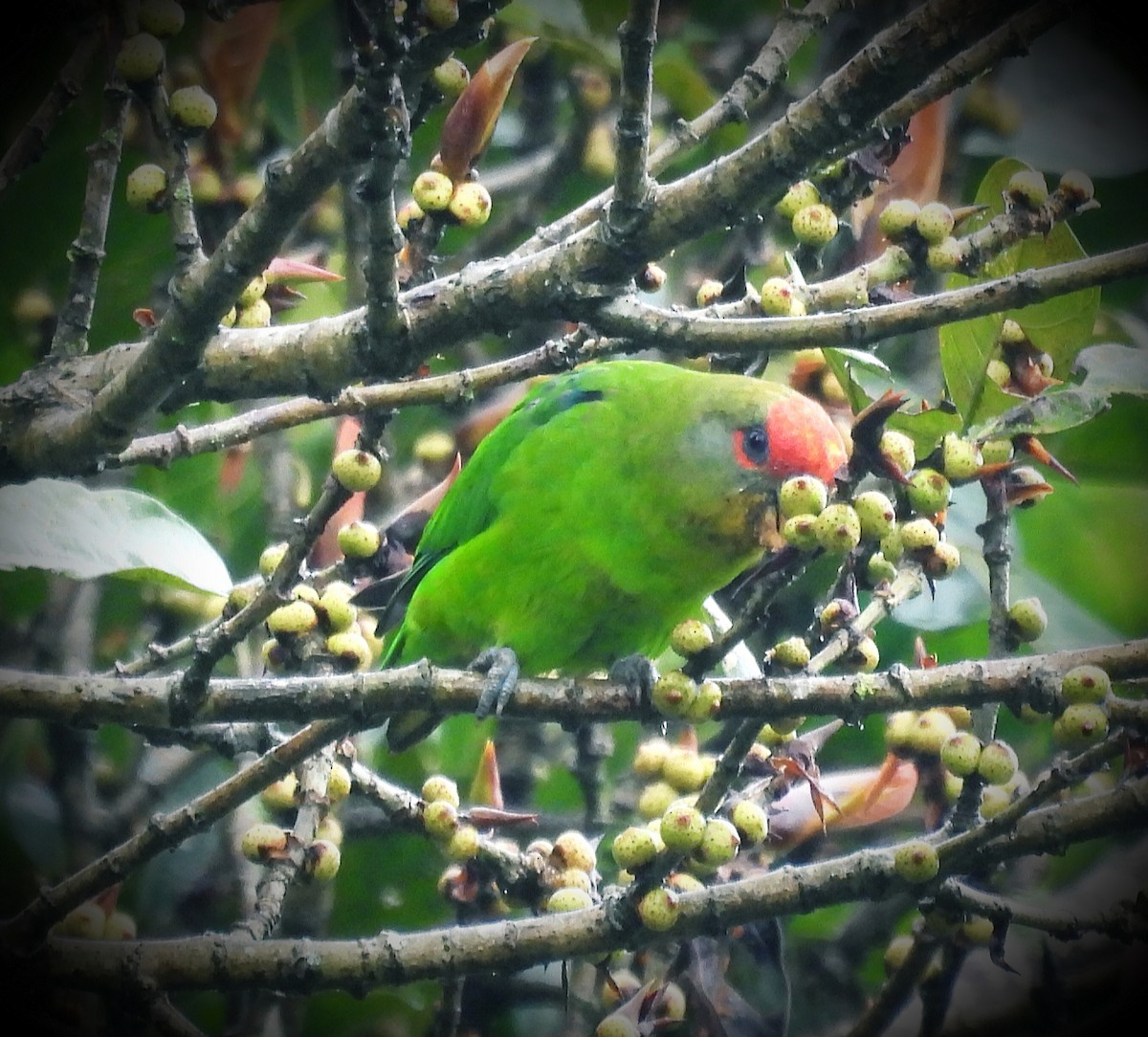 Red-fronted Parrotlet - ML626133897