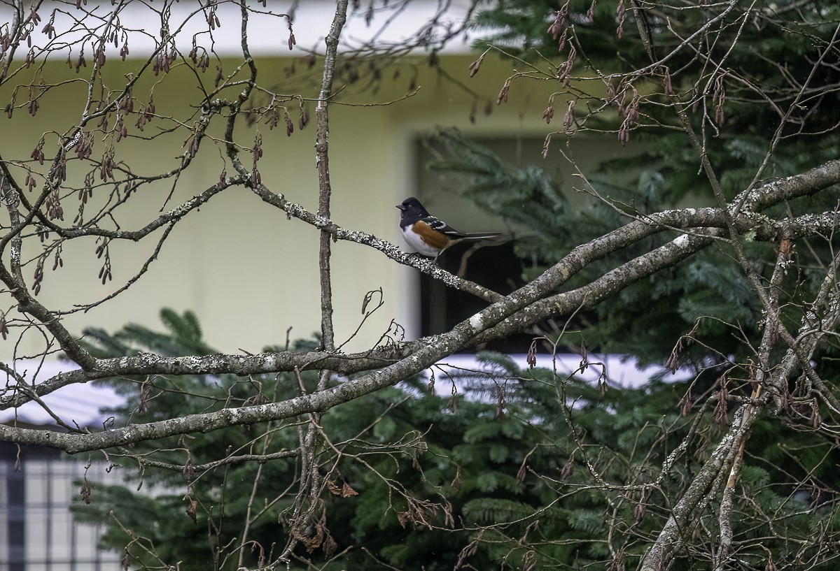 Spotted Towhee - ML626133928