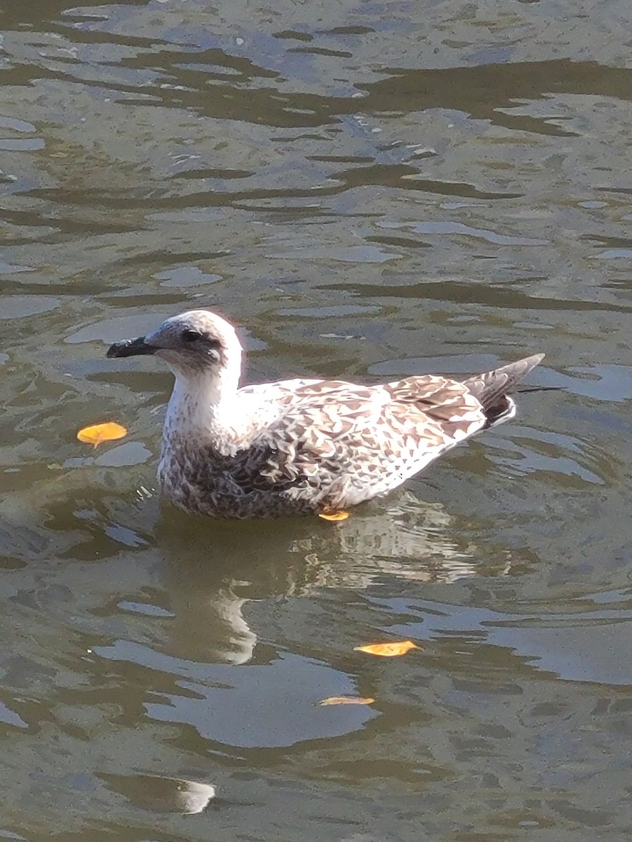 racek žlutonohý - ML626133942