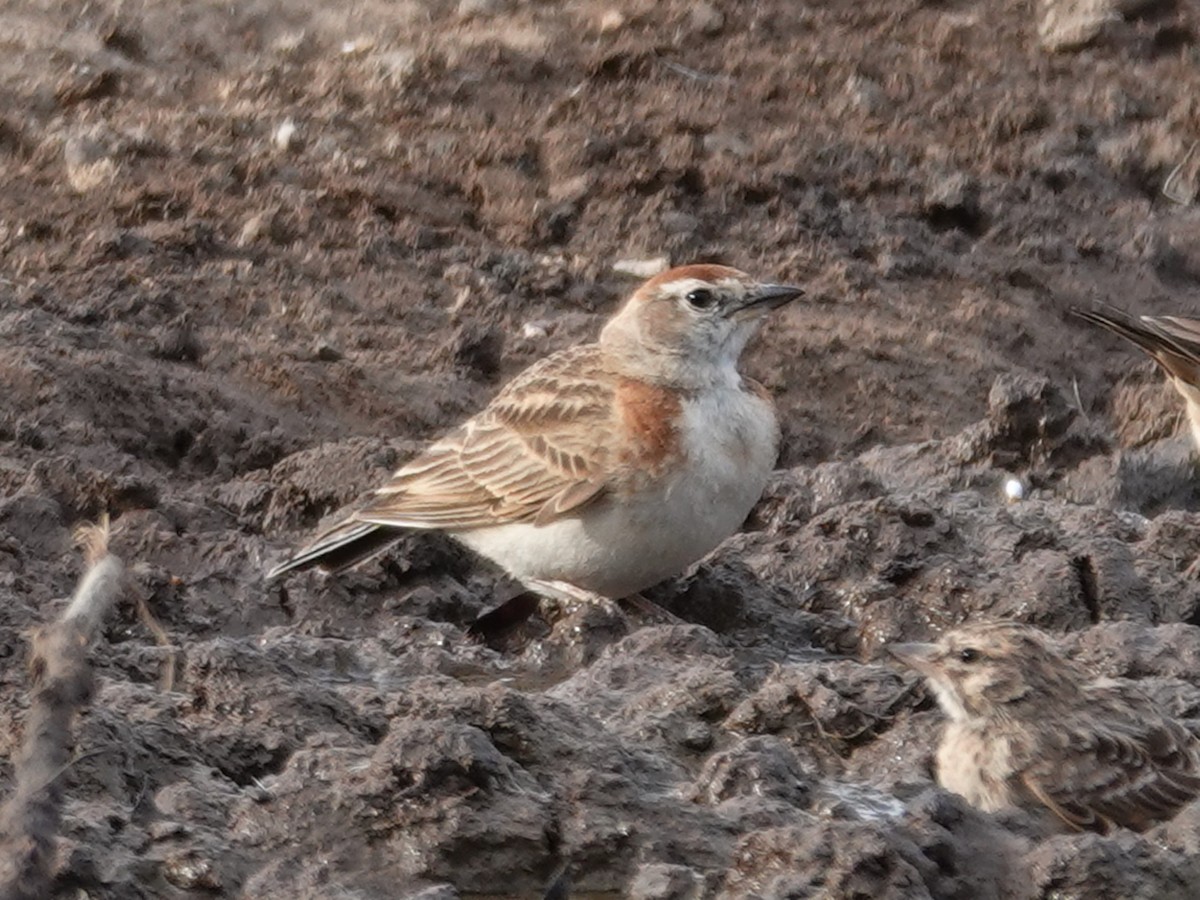 Red-capped Lark - ML626134010