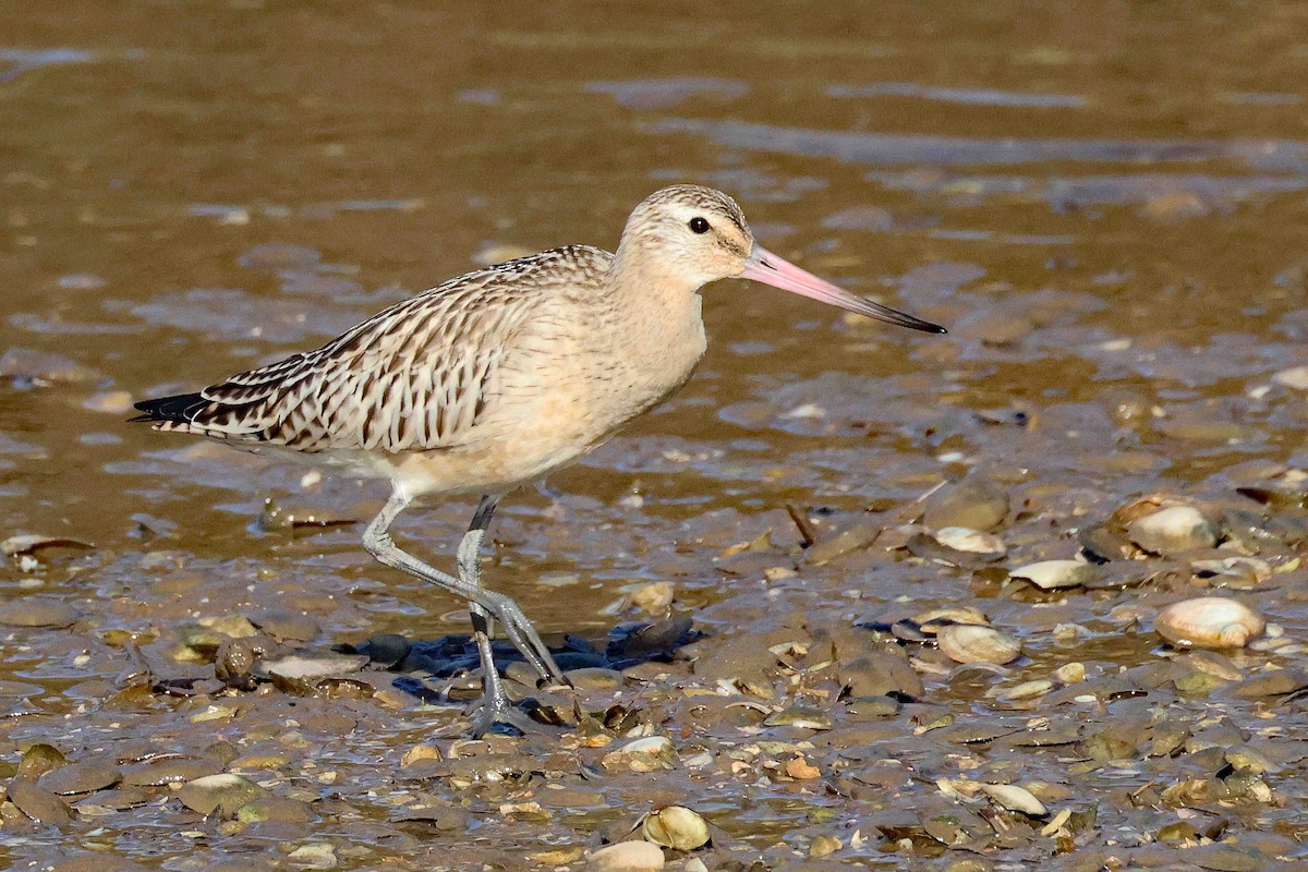 Bar-tailed Godwit - ML626134105