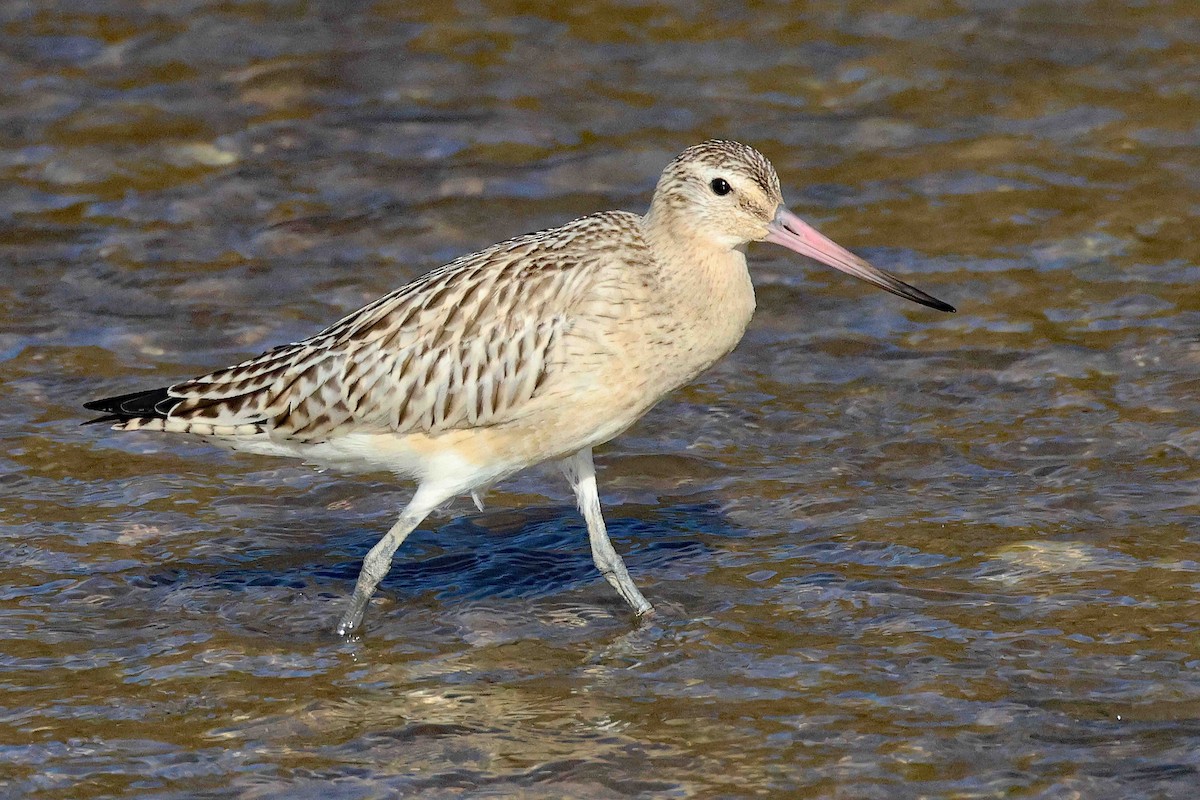 Bar-tailed Godwit - ML626134106