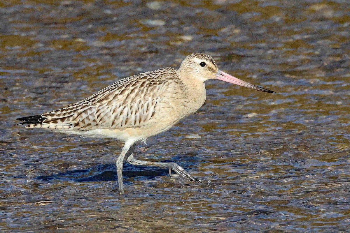 Bar-tailed Godwit - ML626134107
