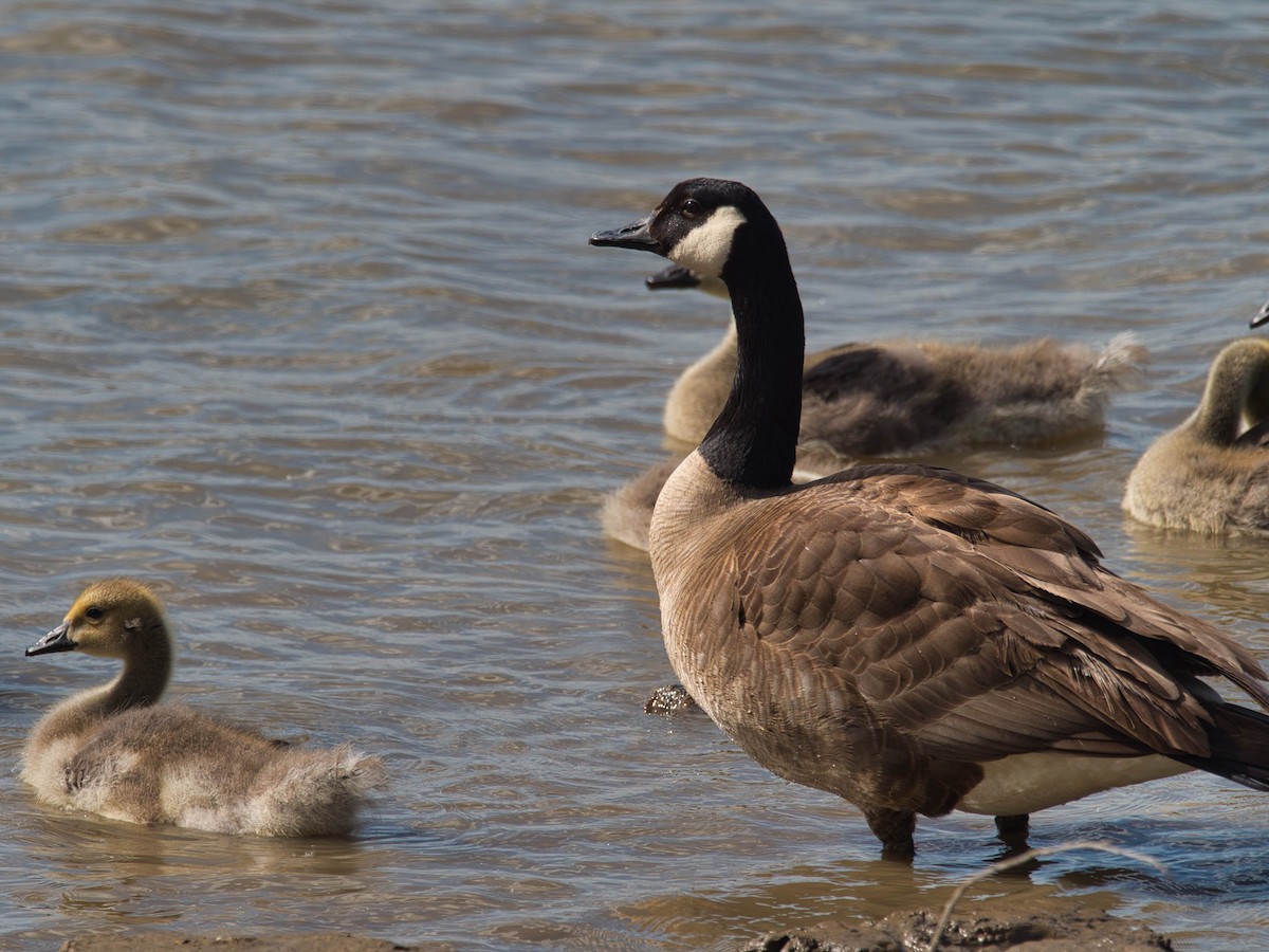 Canada Goose - ML626134227