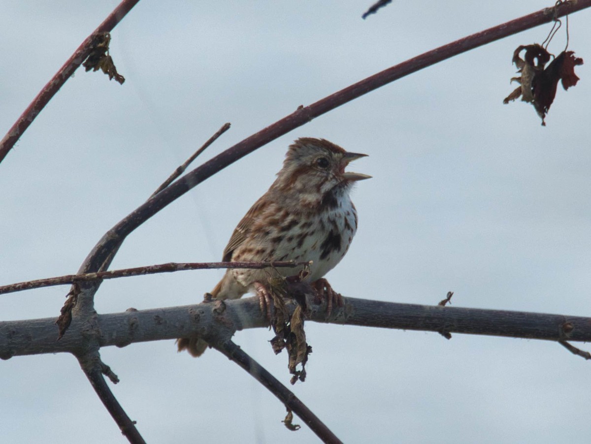 Song Sparrow - ML626134234