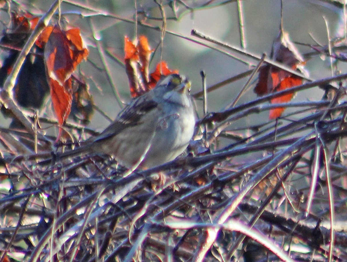 White-throated Sparrow - ML626134307
