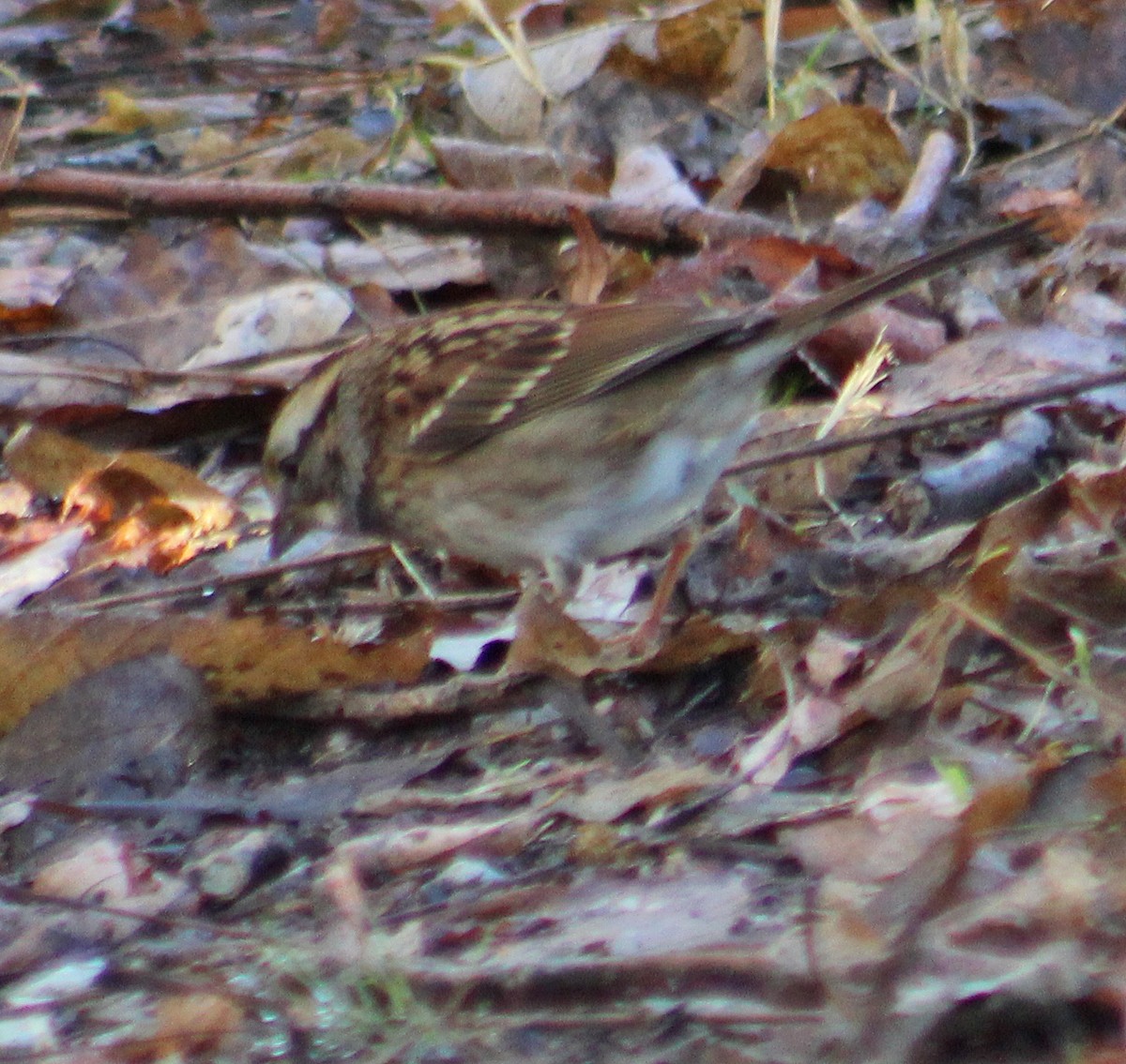 White-throated Sparrow - ML626134309
