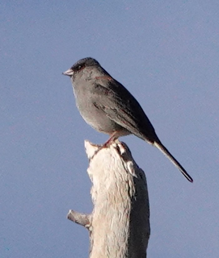 Dark-eyed Junco - ML626134467