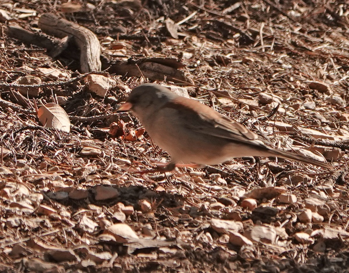 Dark-eyed Junco - ML626134523