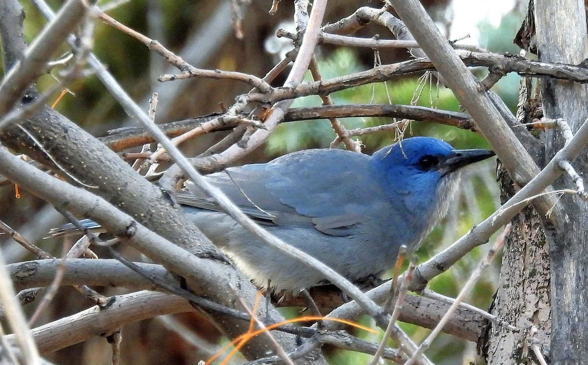 Geai des pinèdes - ML626134588