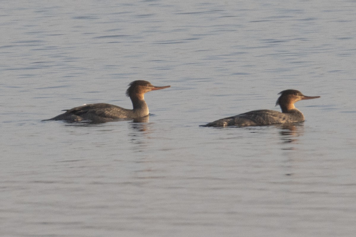 Red-breasted Merganser - ML626134607