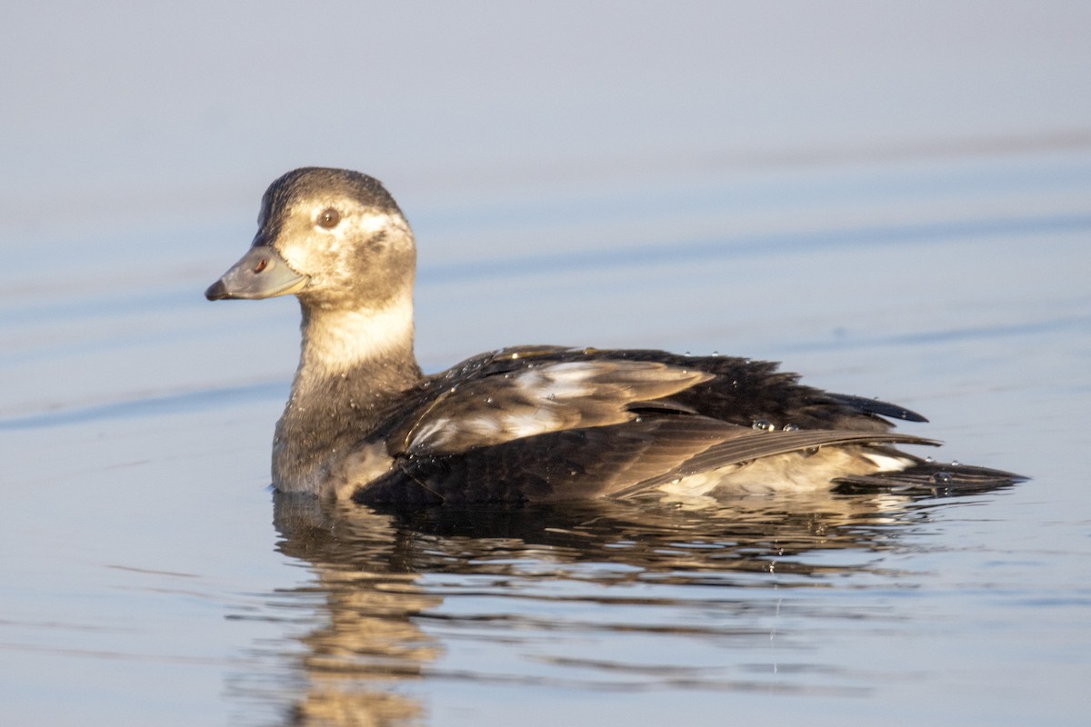 Long-tailed Duck - ML626134618