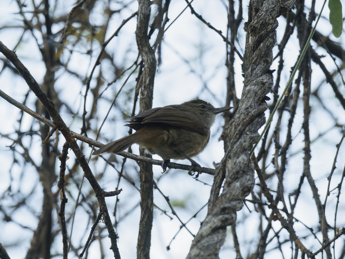 Terrestrial Brownbul - ML626134810