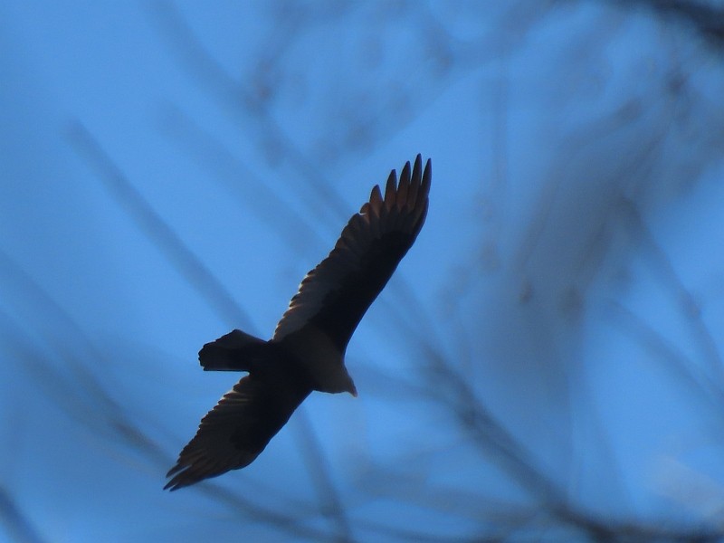 Turkey Vulture - ML626134833