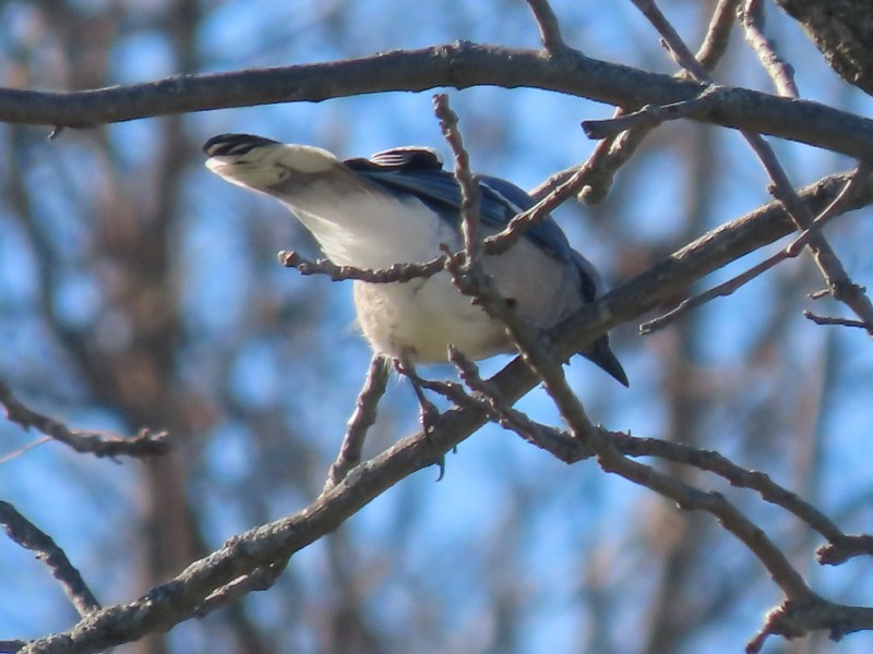 Blue Jay - ML626134846