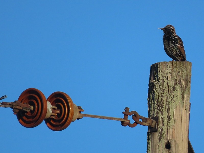 European Starling - ML626134860