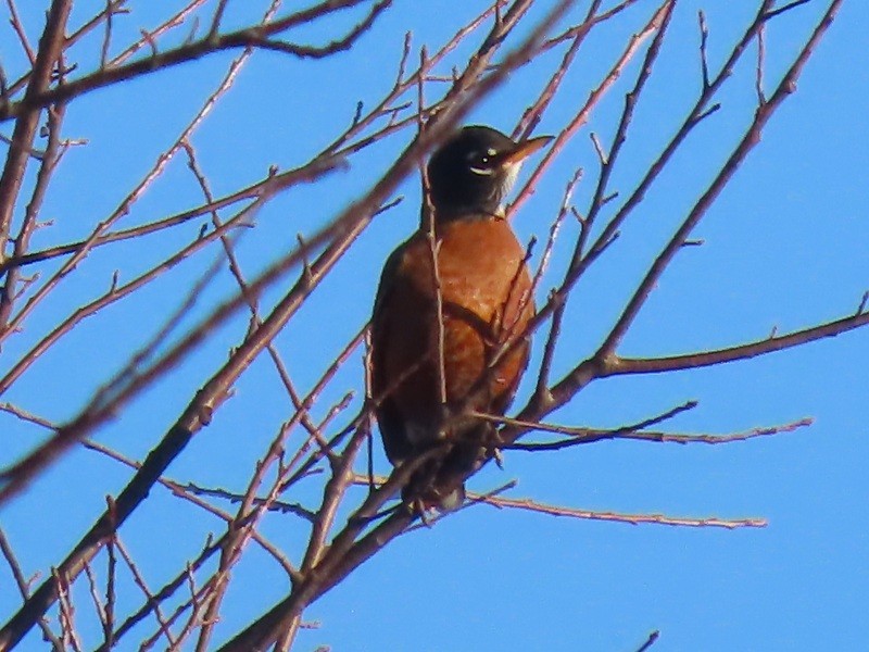 American Robin - ML626134870