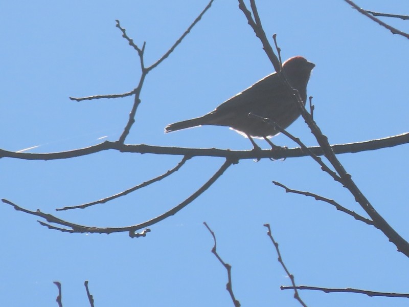 House Finch - ML626134888