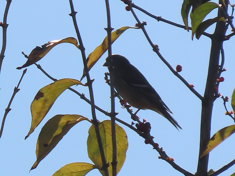 American Goldfinch - ML626134896