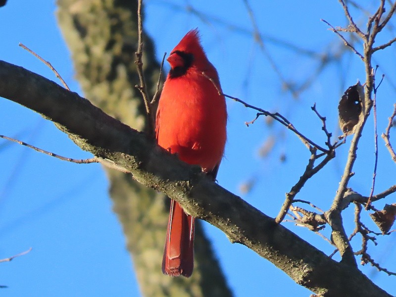 Northern Cardinal - ML626134904