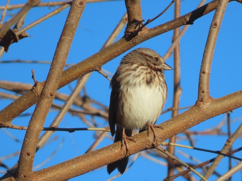 Song Sparrow - ML626134930